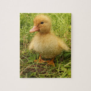bird, duck, duckling, yellow, nature, cute, baby, jigsaw puzzle