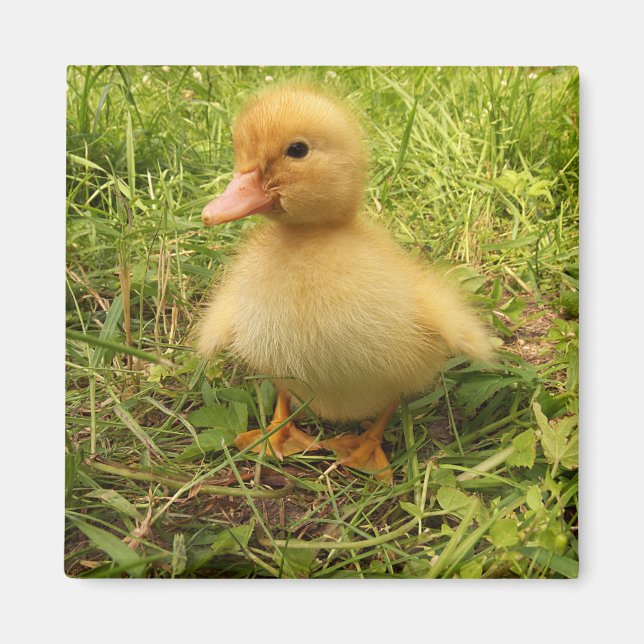 bird, duck, duckling, yellow, nature, cute, baby, magnet (Front)