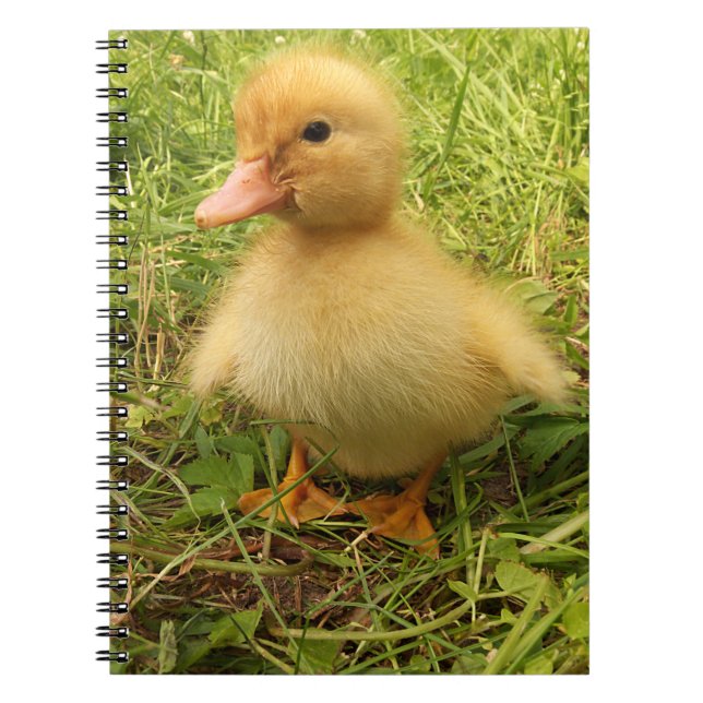 bird, duck, duckling, yellow, nature, cute, baby, notebook (Front)