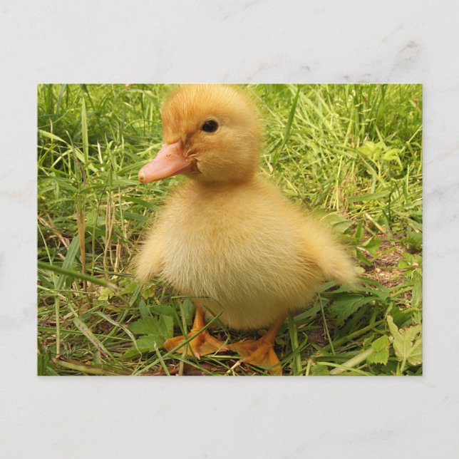 bird, duck, duckling, yellow, nature, cute, baby, postcard (Front)