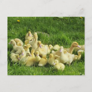 bird, duck, duckling, yellow, nature, cute, baby, postcard