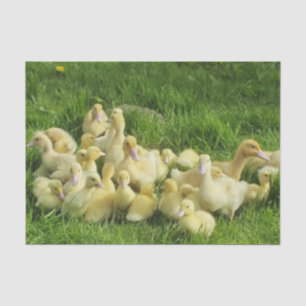 bird, duck, duckling, yellow, nature, cute, baby, tissue paper