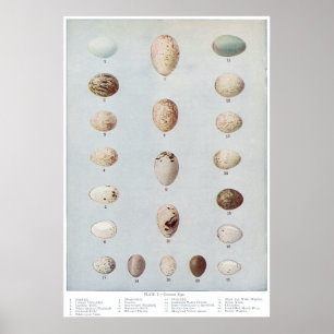 Bird Eggs Plate C Vintage Natural History Poster