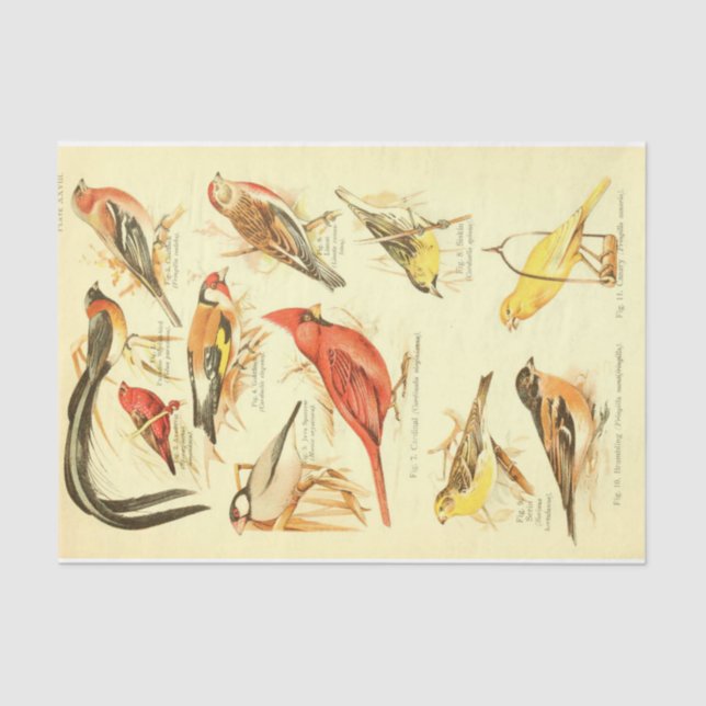 Bird Ephemera Decoupage Cardinal Tissue Paper (Front)