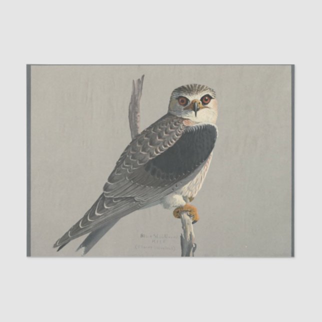 Bird Ephemera Decoupage Grey Hawk Tissue Paper (Front)