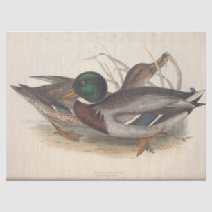 Bird Ephemera Decoupage Mallard Ducks Vintage Tissue Paper