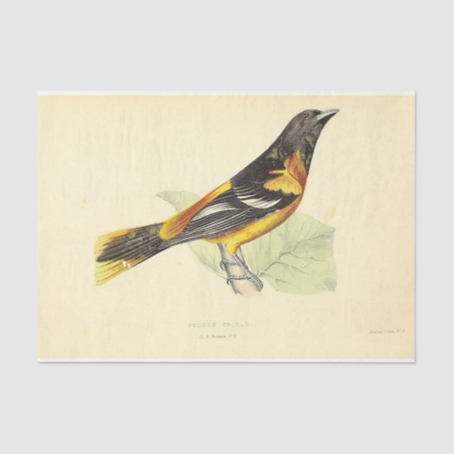 Bird Ephemera Decoupage Yellow Orange Oriole Tissue Paper (Front)