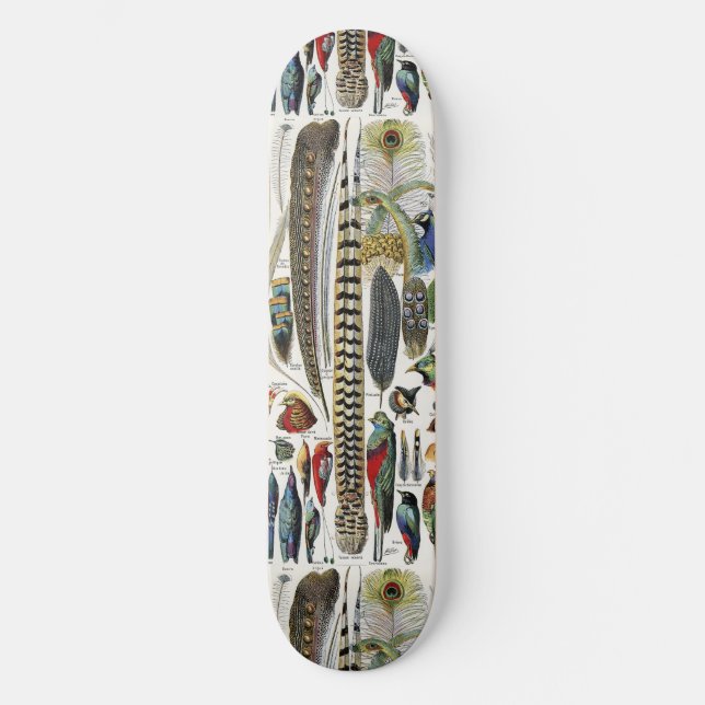 Bird Feather Wildlife Antique Feathers Art Nouveau Skateboard (Front)