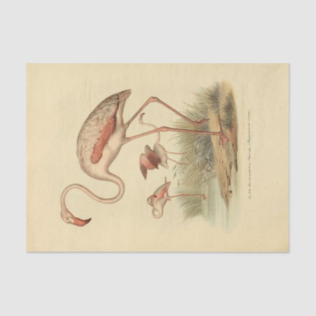 Bird Flamingo Ephemera Decoupage Tissue Paper (Front)