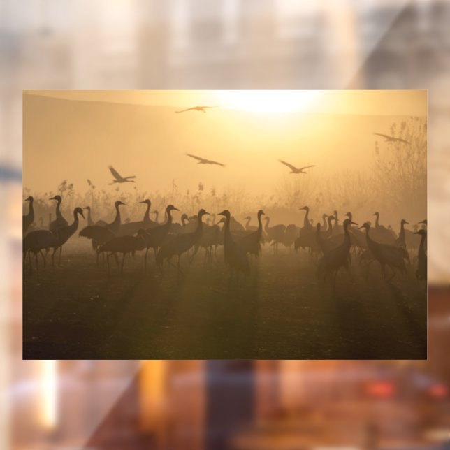 Bird Flock of Cranes at Lake Agamon HaHula, Israel (Sheet 2)