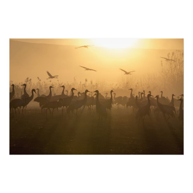 Bird Flock of Cranes at Lake Agamon HaHula, Israel Photo Print (Front)