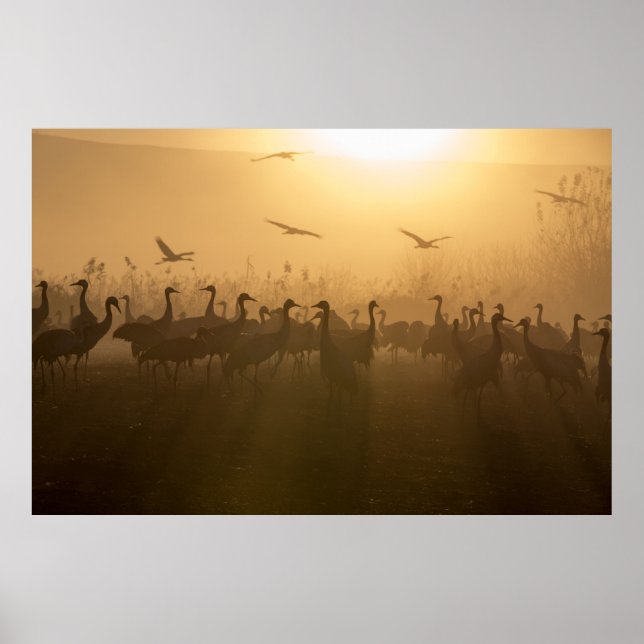Bird Flock of Cranes at Lake Agamon HaHula, Israel Poster (Front)