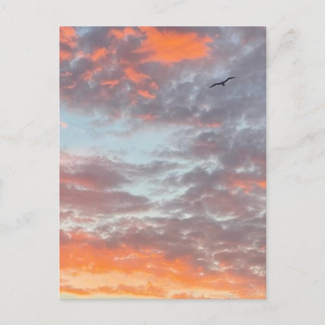 Bird Flying Pink CLouds Sky Photo Postcard (Front)