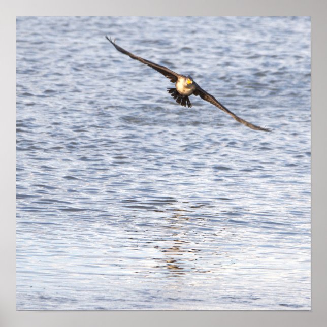 Bird Flying Poster (Front)