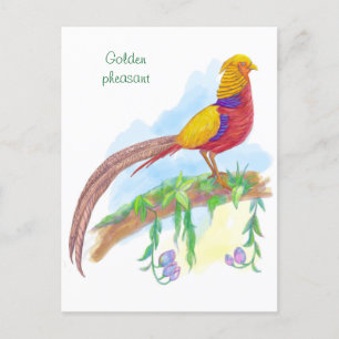 Bird golden pheasant holiday postcard