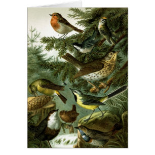 Bird group 3