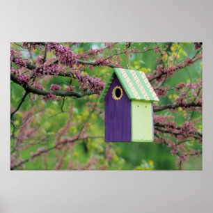 Bird House On A Redbud Tree Poster
