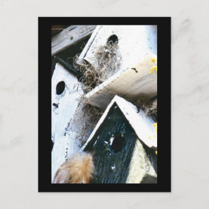 Bird Houses Postcard
