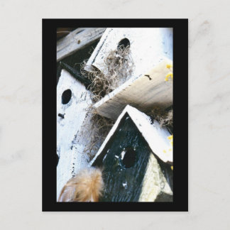 Bird Houses Postcard