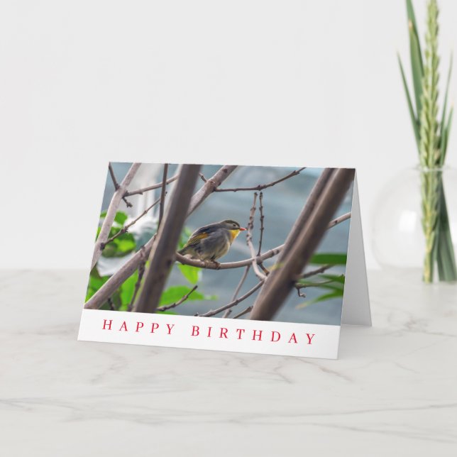 Bird in a tree birthday card (Front)