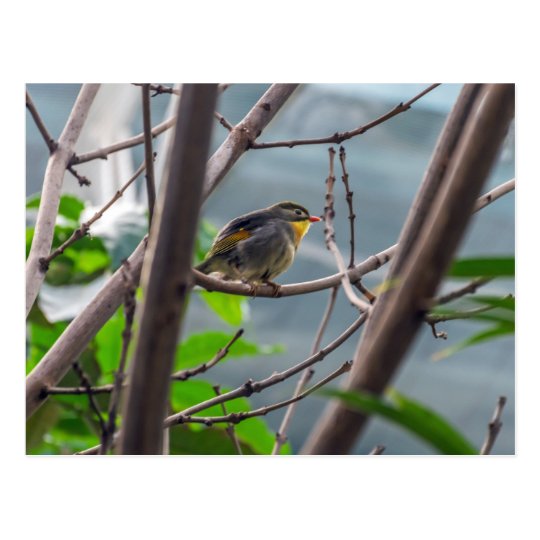 Bird in a tree postcard