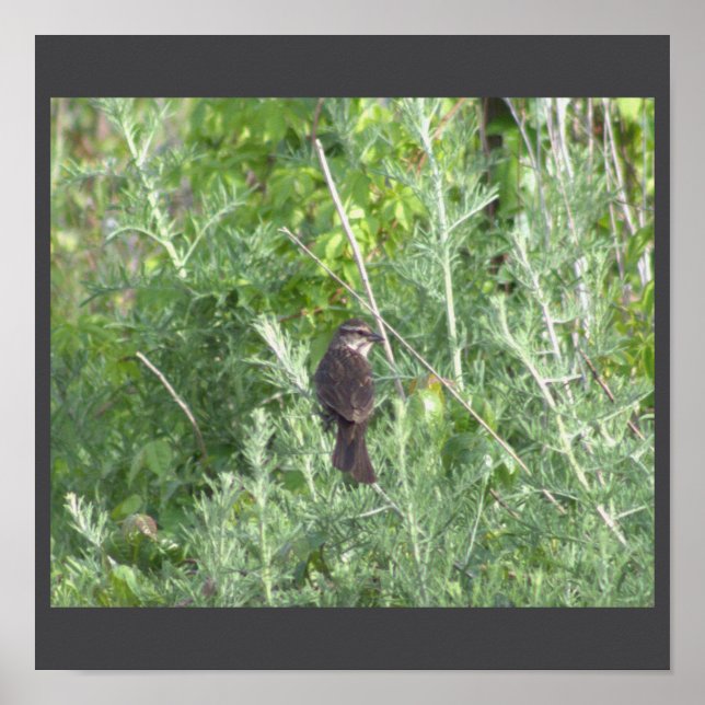 Bird in a Tree Poster (Front)