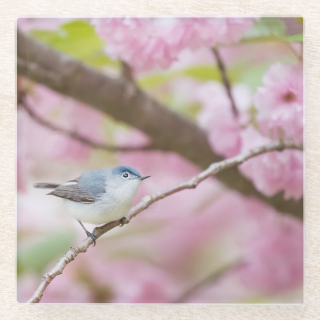 Bird in Blossom Tree Glass Coaster (Front)