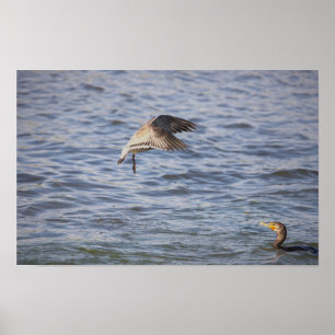 Bird in Flight and Double-crested Cormorant Poster