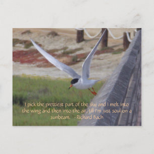 Bird in Flight Postcard