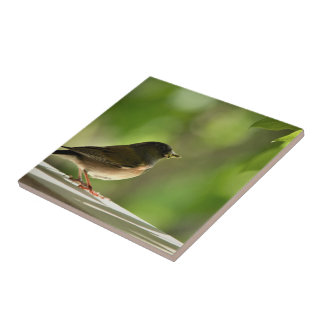 Bird in green leaves background ceramic tile