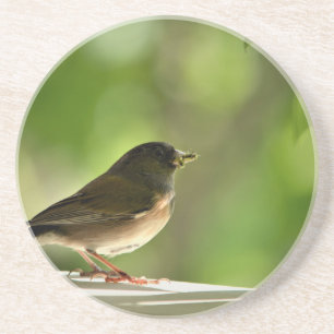 Bird in green leaves background coaster