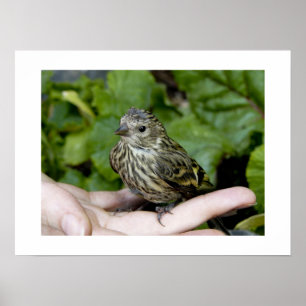 Bird in Hand-Print Poster