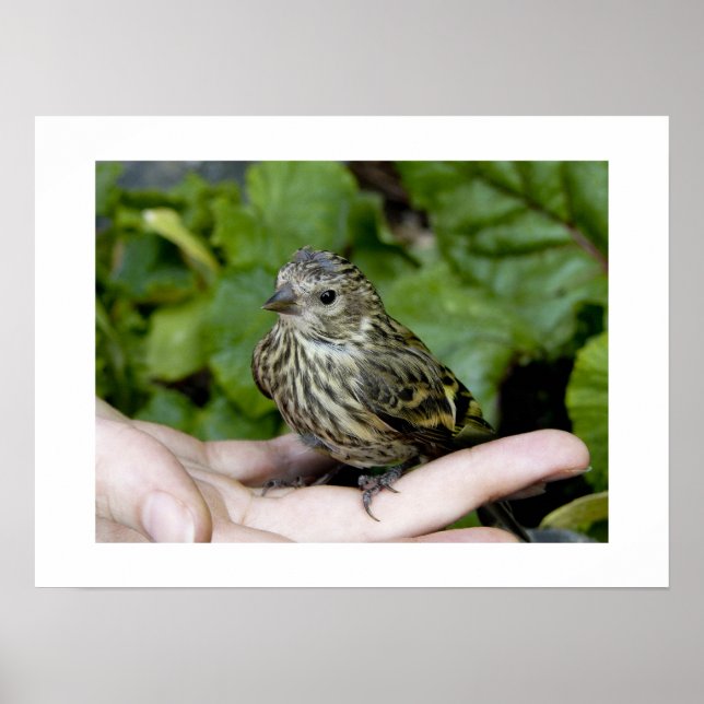 Bird in Hand-Print Poster (Front)