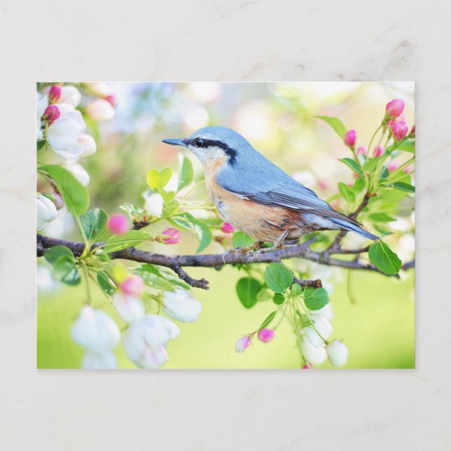 bird in spring postcard (Front)