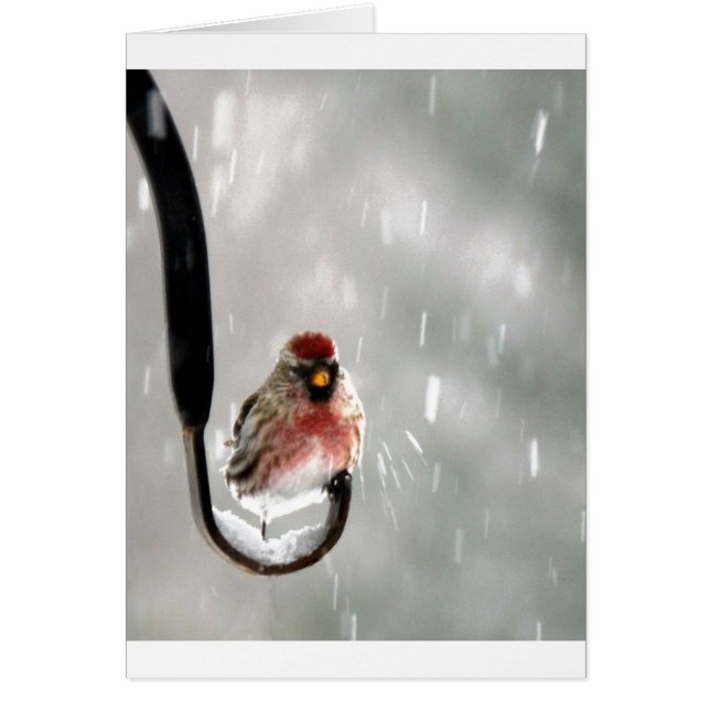 Bird in the snow (Front)
