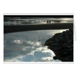 Bird in the Water