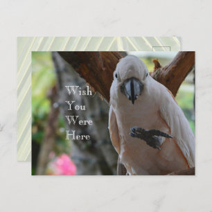 Bird in Tree Kauai Postcard