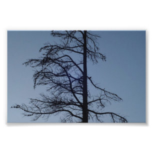 Bird in Tree Silhouette Print
