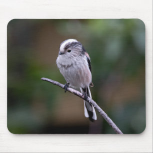 bird, long-tailed tit, animal mouse pad