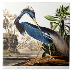 Bird - Louisiana Heron by John James Audubon Ceramic Tile