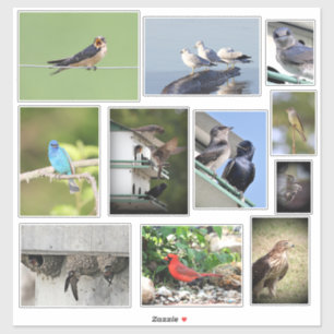 Bird Love