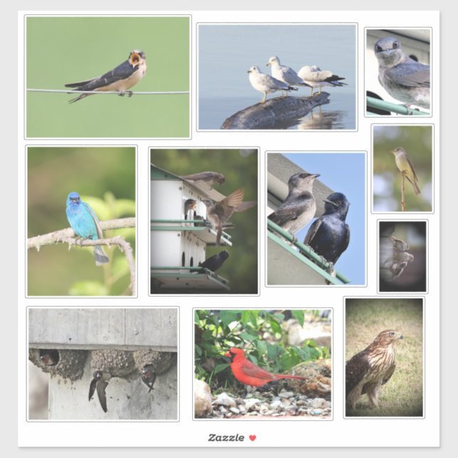 Bird Love (Sheet)