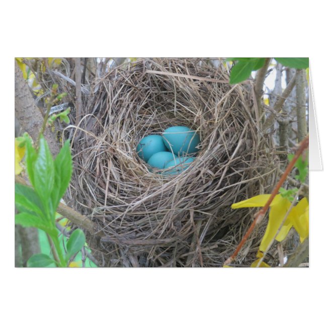 Bird Nest (Front Horizontal)
