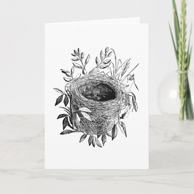 bird nest vintage illustration card (Front)