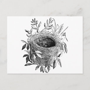 bird nest vintage illustration postcard