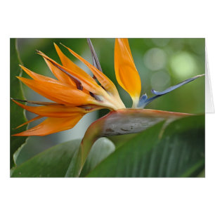 Bird of Paradise