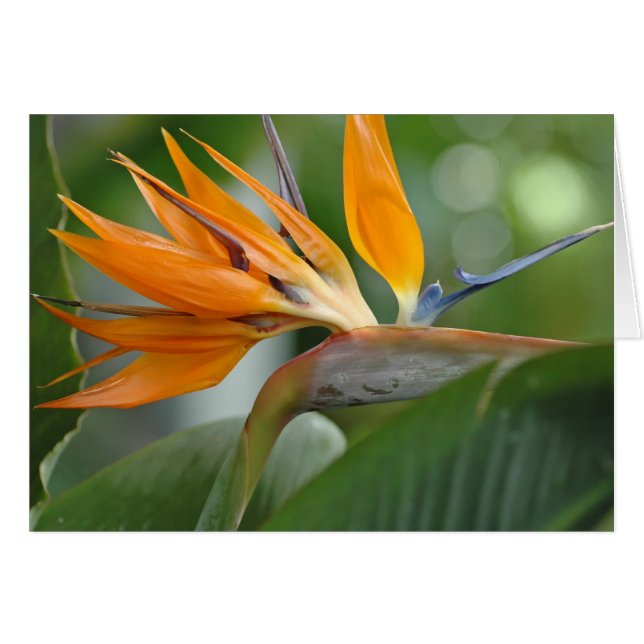 Bird of Paradise (Front Horizontal)