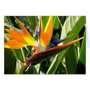 Bird of Paradise