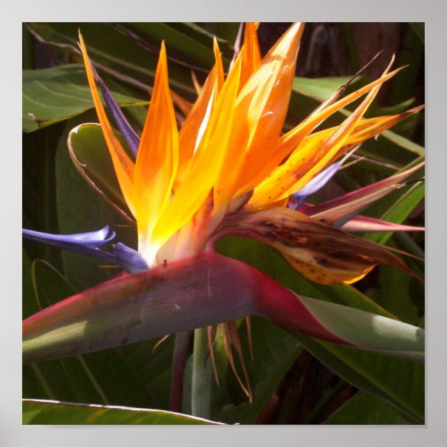 bird of paradise 1 poster (Front)