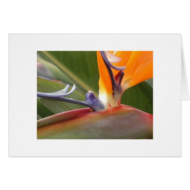 "Bird of Paradise Blossom" (Front Horizontal)